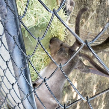 旭川市旭山動物園に投稿された画像（2020/7/25）