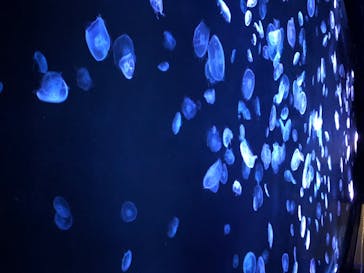 すみだ水族館に投稿された画像（2020/7/25）