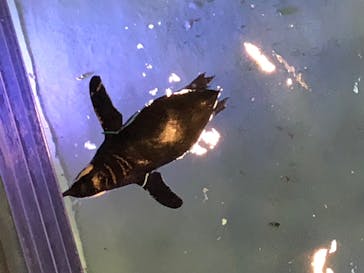 すみだ水族館に投稿された画像（2020/7/25）