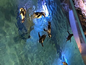 すみだ水族館に投稿された画像（2020/7/25）