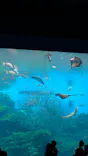 仙台うみの杜水族館に投稿された画像（2020/7/25）