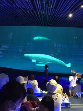 島根県立 しまね海洋館に投稿された画像（2020/7/25）