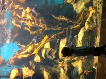 仙台うみの杜水族館に投稿された画像（2020/7/25）