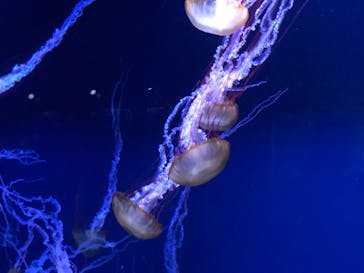 すみだ水族館に投稿された画像（2020/7/25）