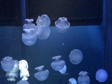 すみだ水族館に投稿された画像（2020/7/25）