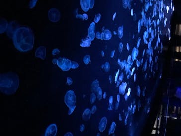 すみだ水族館に投稿された画像（2020/7/25）