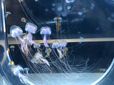 すみだ水族館に投稿された画像（2020/7/25）