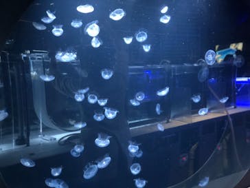 すみだ水族館に投稿された画像（2020/7/25）