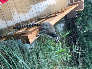 神戸どうぶつ王国に投稿された画像（2020/7/25）