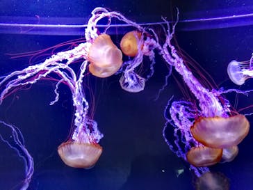 すみだ水族館に投稿された画像（2020/7/25）