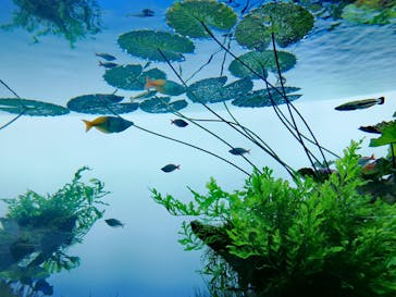 すみだ水族館に投稿された画像（2020/7/25）