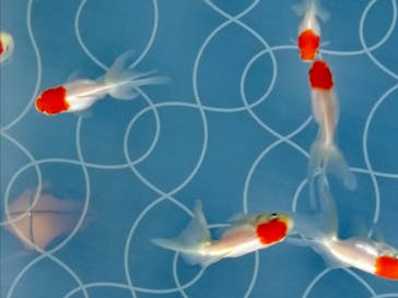 すみだ水族館に投稿された画像（2020/7/25）