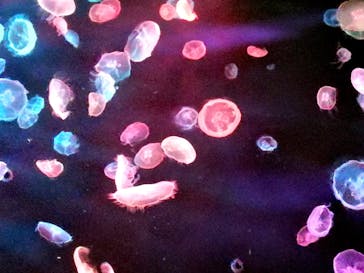 すみだ水族館に投稿された画像（2020/7/25）