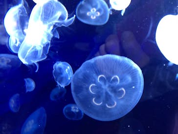 サンシャイン水族館に投稿された画像（2020/7/25）