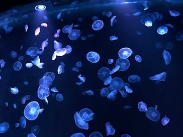 すみだ水族館に投稿された画像（2020/7/25）