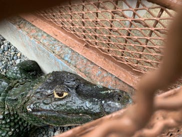 熱川バナナワニ園に投稿された画像（2020/7/25）