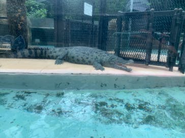 熱川バナナワニ園に投稿された画像（2020/7/25）