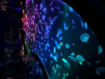 すみだ水族館に投稿された画像（2020/7/25）