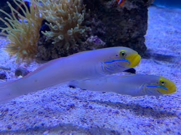 すみだ水族館に投稿された画像（2020/7/25）