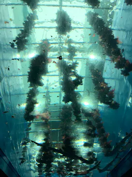 仙台うみの杜水族館に投稿された画像（2020/7/25）