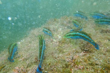 伊豆マリンサービスに投稿された画像（2020/7/25）