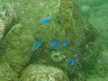 伊豆マリンサービスに投稿された画像（2020/7/25）