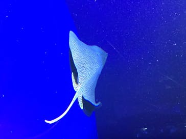 サンシャイン水族館に投稿された画像（2020/7/25）