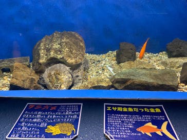 ゼロ距離水族館 伊勢シーパラダイスに投稿された画像（2020/7/25）