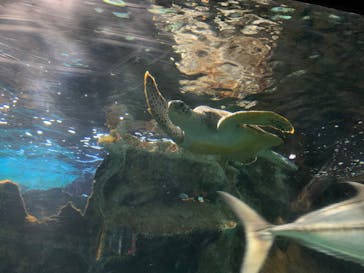 ゼロ距離水族館 伊勢シーパラダイスに投稿された画像（2020/7/25）