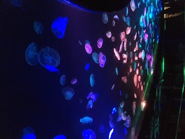 すみだ水族館に投稿された画像（2020/7/25）