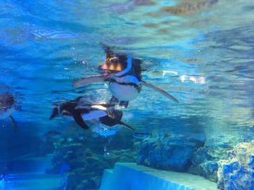 すみだ水族館に投稿された画像（2020/7/25）
