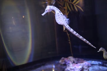 ゼロ距離水族館 伊勢シーパラダイスに投稿された画像（2020/7/25）