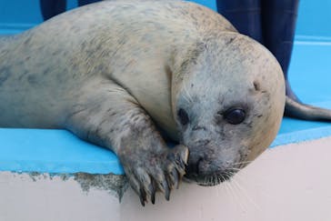 ゼロ距離水族館 伊勢シーパラダイスに投稿された画像（2020/7/25）