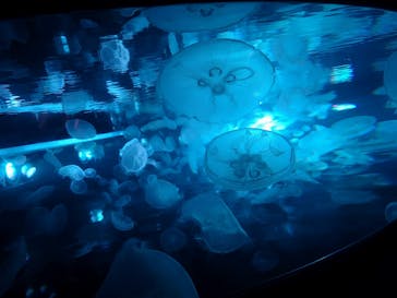 すみだ水族館に投稿された画像（2020/7/25）