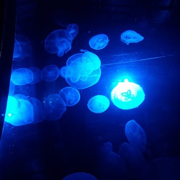 京都水族館に投稿された画像（2020/7/25）