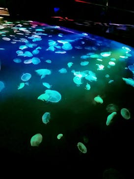 すみだ水族館に投稿された画像（2020/7/25）