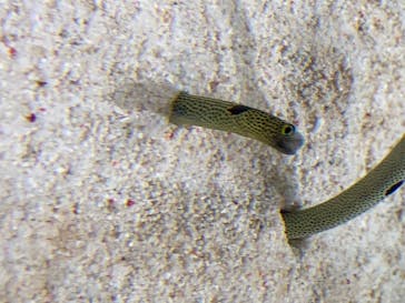 すみだ水族館に投稿された画像（2020/7/25）