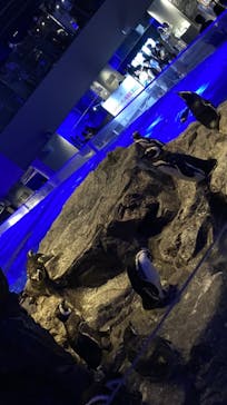 すみだ水族館に投稿された画像（2020/7/25）