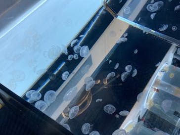 すみだ水族館に投稿された画像（2020/7/25）