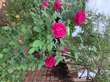 ひらかたパークに投稿された画像（2020/7/25）