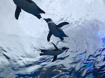 サンシャイン水族館に投稿された画像（2020/7/25）