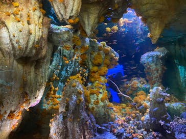 サンシャイン水族館に投稿された画像（2020/7/25）