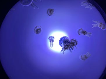 サンシャイン水族館に投稿された画像（2020/7/25）