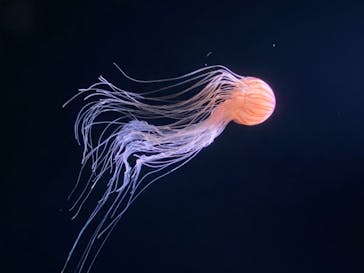 サンシャイン水族館に投稿された画像（2020/7/25）