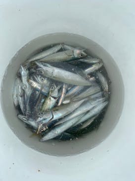 安良里漁港 係船釣りに投稿された画像（2020/7/25）