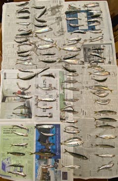 安良里漁港 係船釣りに投稿された画像（2020/7/25）