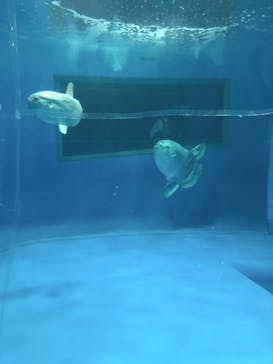 アクアワールド茨城県大洗水族館に投稿された画像（2020/7/25）