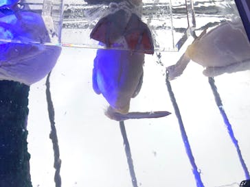 サンシャイン水族館に投稿された画像（2020/7/25）