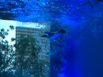 サンシャイン水族館に投稿された画像（2020/7/25）