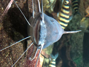 サンシャイン水族館に投稿された画像（2020/7/25）